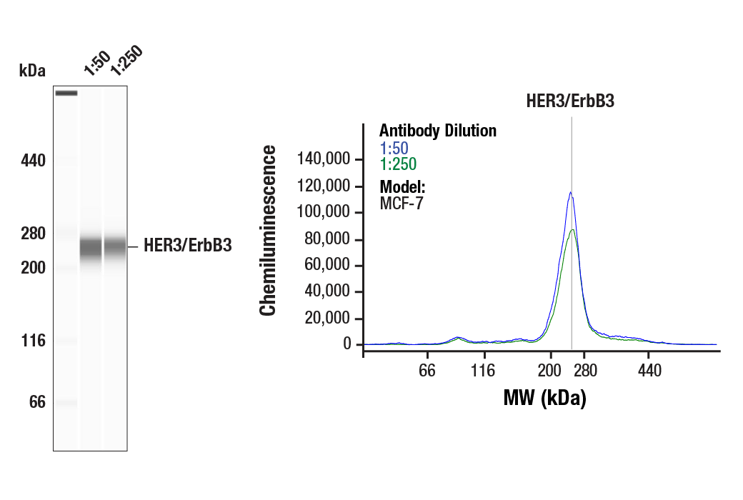 Western Blotting Image 1: HER3/ErbB3 (D22C5) Rabbit Monoclonal Antibody