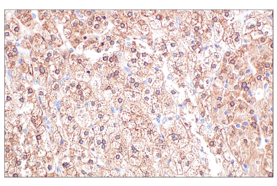 Immunohistochemistry Image 8: MGST1 (F6F5T) Rabbit Monoclonal Antibody
