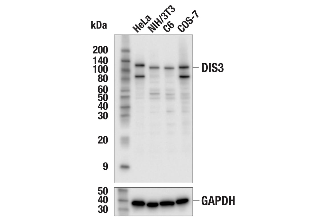 Western Blotting Image 1: DIS3 Antibody