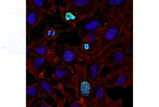 Immunofluorescence Image 1: Phospho-Histone H3 (Thr3) (D5G1I) Rabbit Monoclonal Antibody
