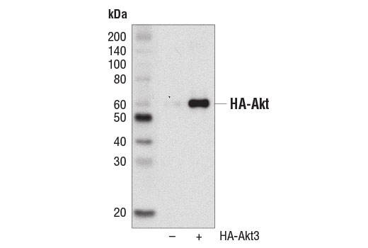 HA-Tag (C29F4) Rabbit MAb (HRP Conjugate) | Cell Signaling Technology