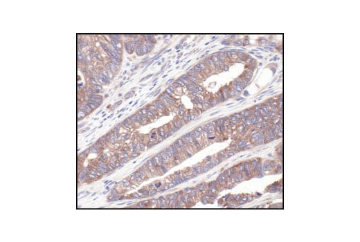 Immunohistochemistry Image 2: S6 Ribosomal Protein (54D2) Mouse Monoclonal Antibody
