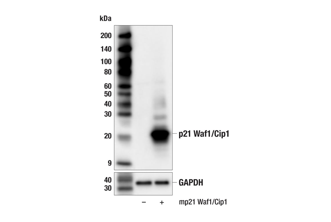 Western Blotting Image 3: p21 Waf1/Cip1 (F2C7C) Rabbit Monoclonal Antibody