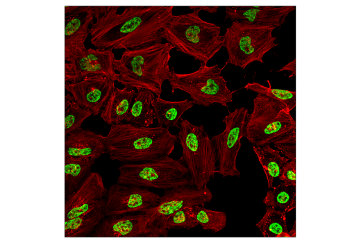Immunofluorescence Image 1: Di-Methyl-Histone H3 (Lys36) (C75H12) Rabbit Monoclonal Antibody