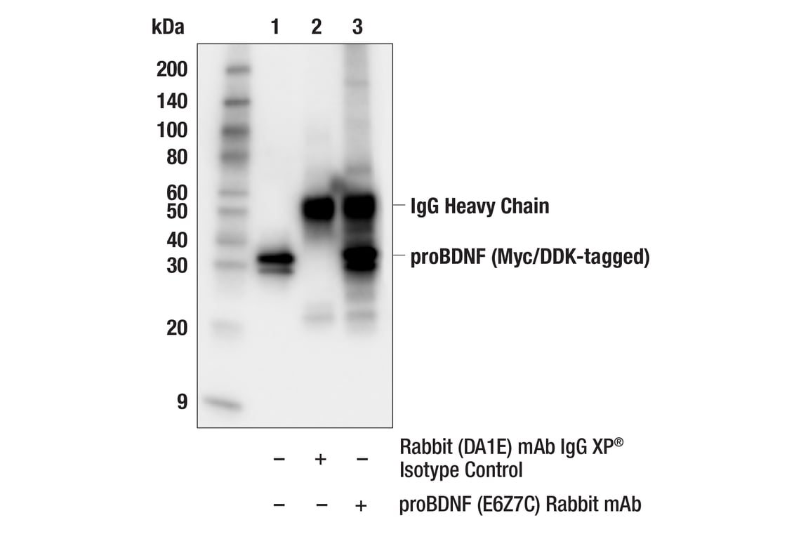 Immunoprecipitation Image 1: proBDNF (E6Z7C) Rabbit Monoclonal Antibody