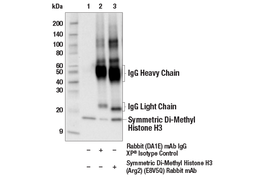 Immunoprecipitation Image 1: Symmetric Di-Methyl Histone H3 (Arg2) (E8V5Q) Rabbit Monoclonal Antibody
