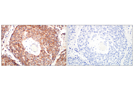Immunohistochemistry Image 11: TFAM (D5C8) Rabbit Monoclonal Antibody