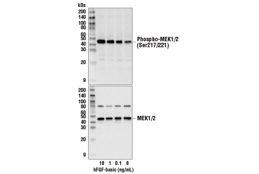 undefined Image 3: Human FGF-basic/FGF2 (154 aa) Recombinant Protein