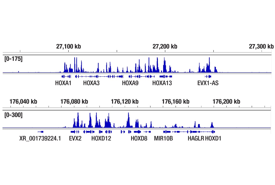CUT & Tag Image 2: Ezh2 (D2C9) Rabbit Monoclonal Antibody