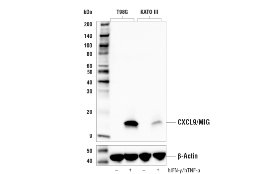 Western Blotting Image 2: CXCL9/MIG (E6Z5W) Rabbit Monoclonal Antibody (BSA and Azide Free)