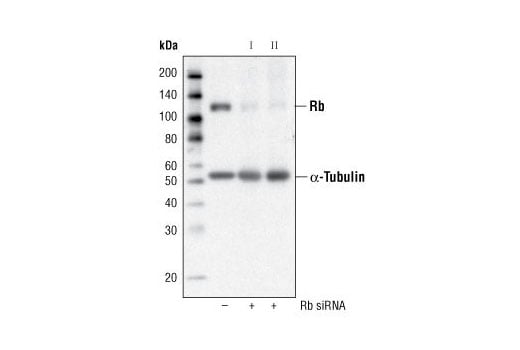 Western Blotting Image 2: Rb (4H1) Mouse Monoclonal Antibody