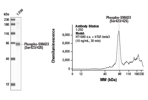 undefined Image 32: SMAD2/3 Antibody Sampler Kit