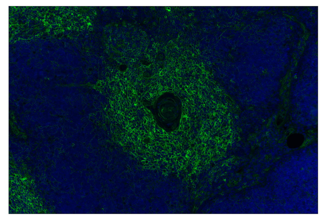 Immunohistochemistry Image 1: MHC Class I (EMR8-5) Mouse mAb (Alexa Fluor<sup>®</sup> 488 Conjugate)