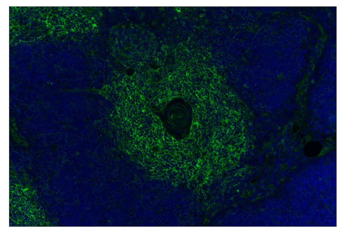 Immunohistochemistry Image 1: MHC Class I (EMR8-5) Mouse mAb (Alexa Fluor<sup>®</sup> 488 Conjugate)