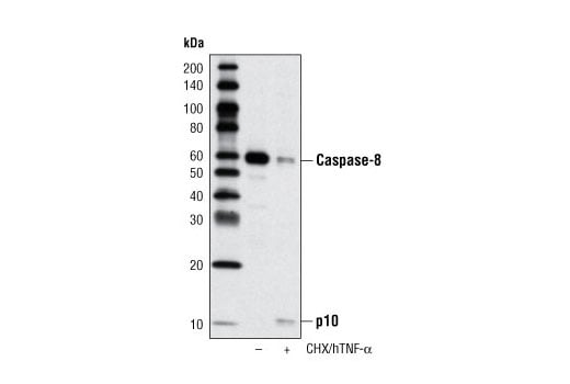 Western Blotting Image 3: Caspase-8 (D35G2) Rabbit Monoclonal Antibody