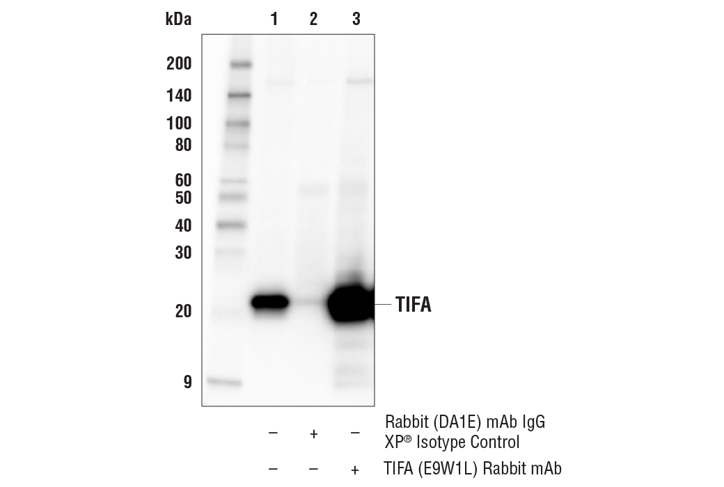 Immunoprecipitation Image 1: TIFA (E9W1L) Rabbit Monoclonal Antibody