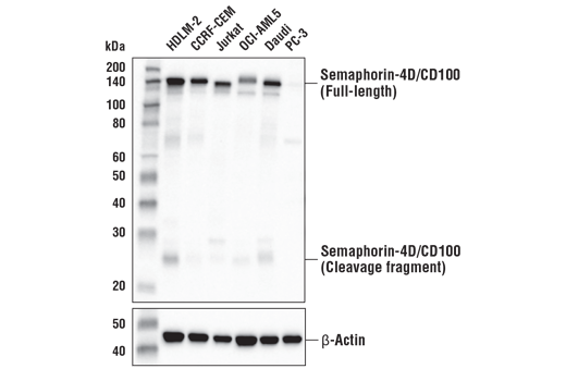 Western Blotting Image 2: Semaphorin-4D/CD100 (E5C3B) Rabbit Monoclonal Antibody (BSA and Azide Free)