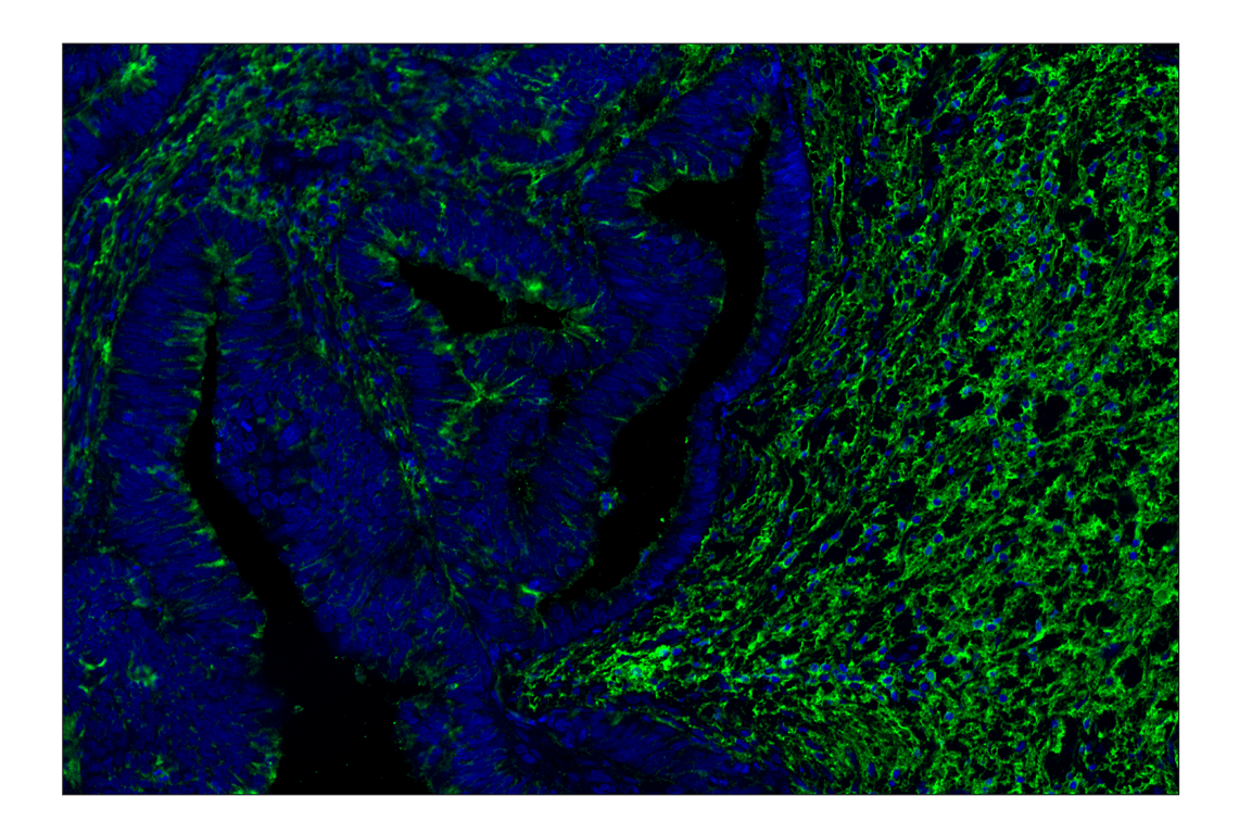 Immunohistochemistry Image 4: Hyaluronan Complete Tissue Staining Kit (Alexa Fluor<sup>®</sup> 488)
