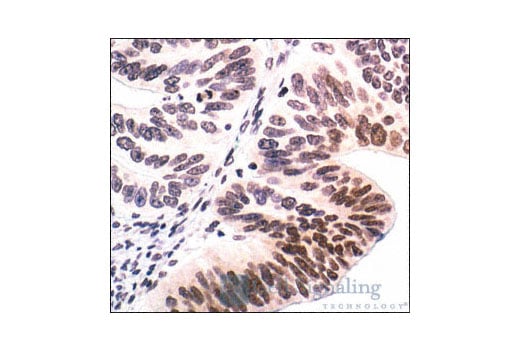 Immunohistochemistry Image 2: Phospho-p38 MAPK (Thr180/Tyr182) (12F8) Rabbit mAb