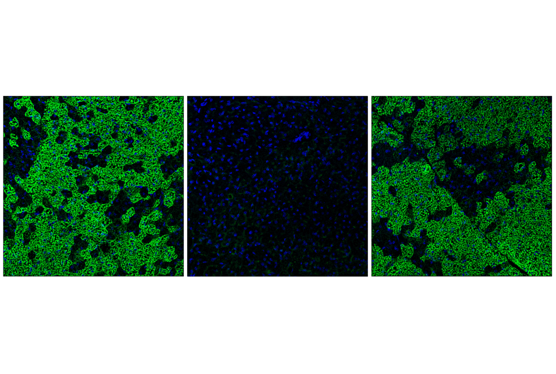 Immunofluorescence Image 3: Phospho-Pyruvate Dehydrogenase alpha1 (Ser293) (E4V9L) Rabbit Monoclonal Antibody (BSA and Azide Free)