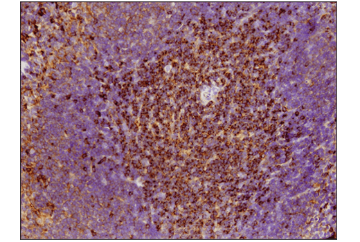 Immunohistochemistry Image 4: VISTA (D5L5T) Rabbit Monoclonal Antibody