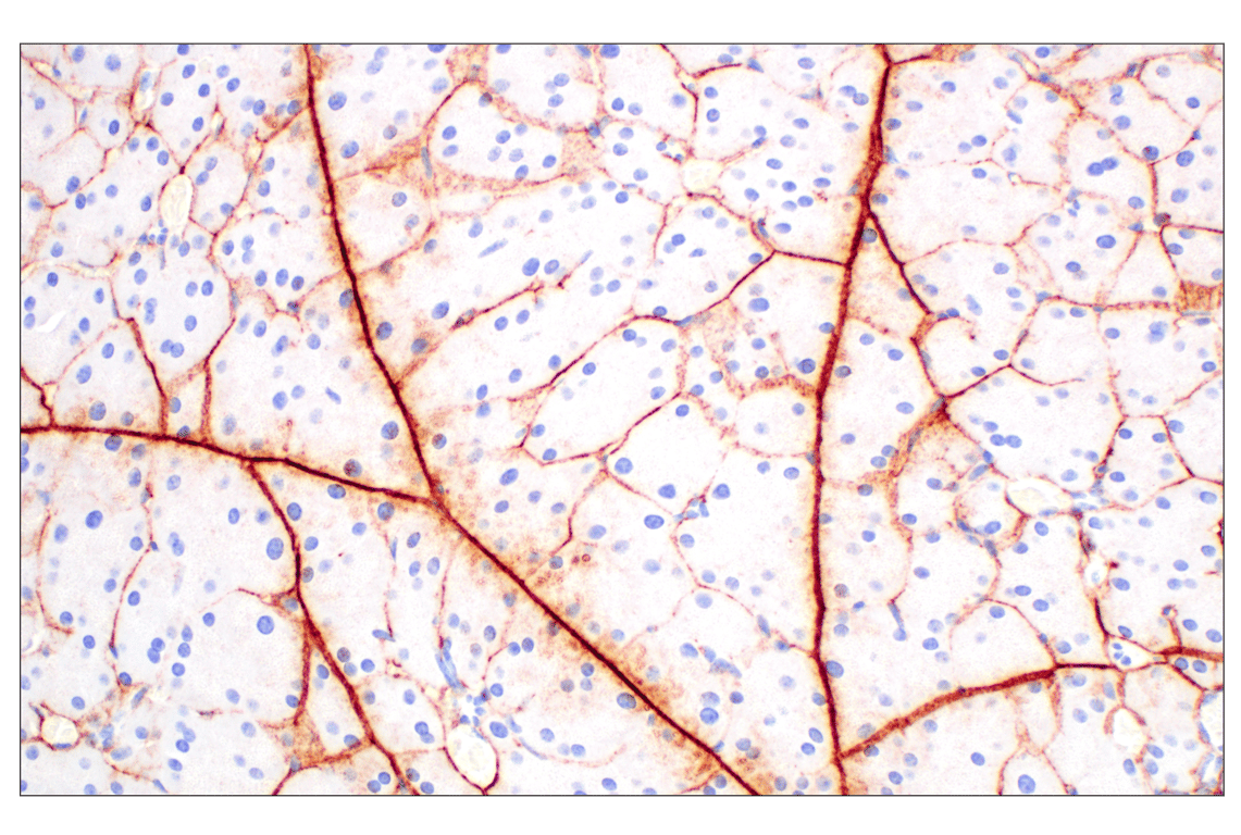 Immunohistochemistry Image 8: Hyaluronan Complete Tissue Staining Kit (HRP)