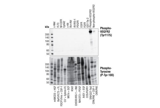 undefined Image 1: Angiogenesis Antibody Sampler Kit