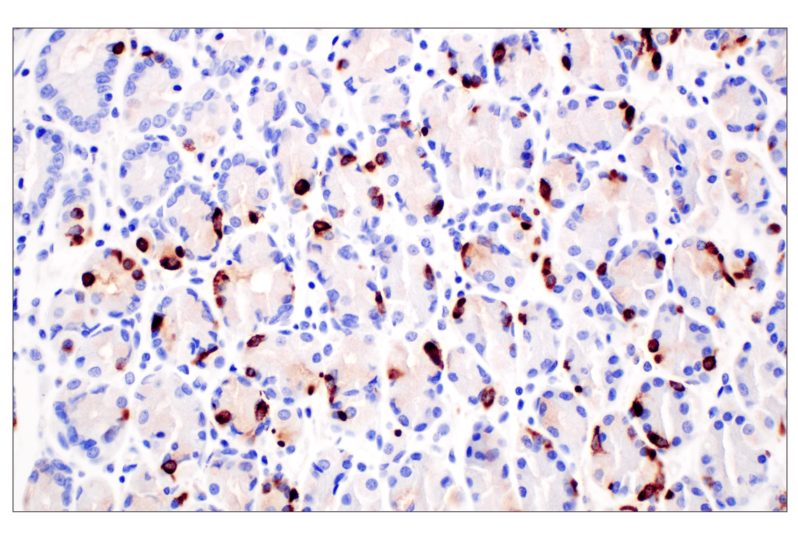 Immunohistochemistry Image 5: CHGA (F7D6H) Rabbit mAb