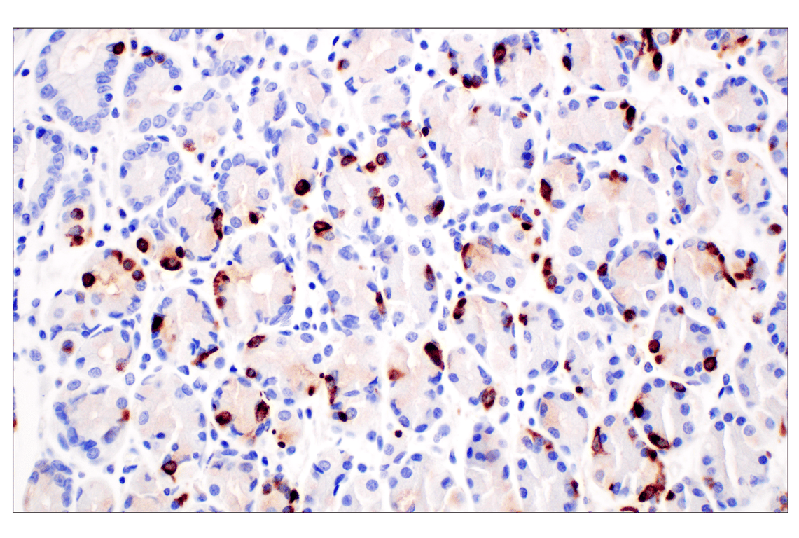 Immunohistochemistry Image 5: CHGA (F7D6H) Rabbit Monoclonal Antibody