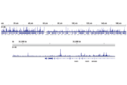 Chromatin Immunoprecipitation Image 2: Progesterone Receptor A/B (D8Q2J) Rabbit Monoclonal Antibody