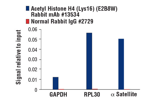 Chromatin Immunoprecipitation Image 1: Acetyl-Histone H4 (Lys16) (E2B8W) Rabbit Monoclonal Antibody
