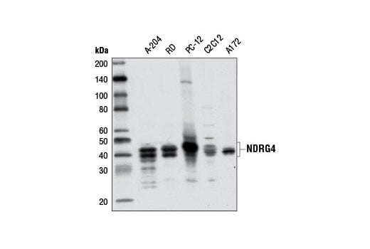 Western Blotting Image 2: NDRG4 (D4A6) Rabbit Monoclonal Antibody