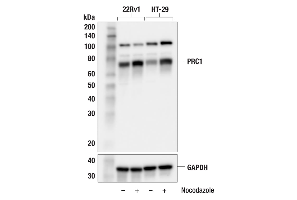 Western Blotting Image 3: PRC1 (F7C7R) Rabbit Monoclonal Antibody