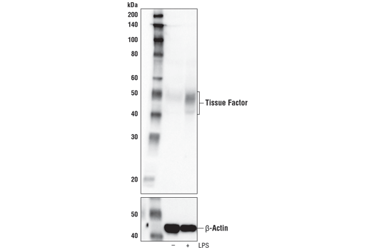Western Blotting Image 4: Tissue Factor/CD142 (E9M6T) Rabbit Monoclonal Antibody (BSA and Azide Free)