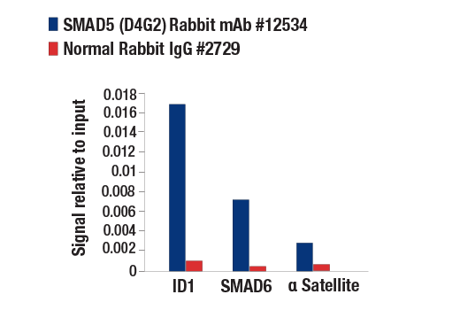 Chromatin Immunoprecipitation Image 1: SMAD5 (D4G2) Rabbit Monoclonal Antibody