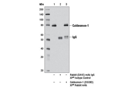 Immunoprecipitation Image 1: Caldesmon-1 (D5C8D) Rabbit Monoclonal Antibody