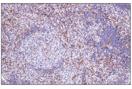 Semaphorin-4D/CD100 (E5C3B) XP® Rabbit mAb | Cell Signaling