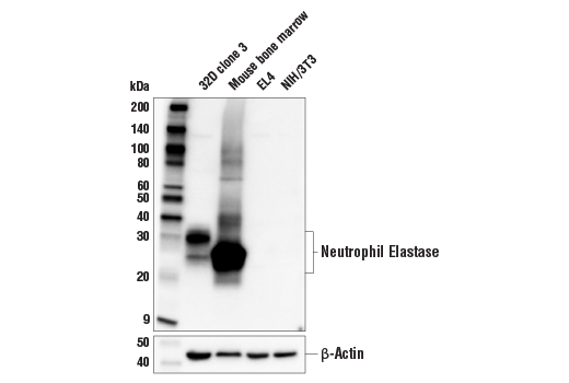 Western Blotting Image 2: Neutrophil Elastase (E8U3X) Rabbit Monoclonal Antibody (BSA and Azide Free)