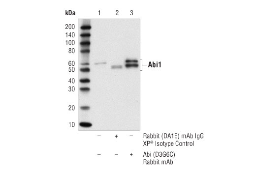 Immunoprecipitation Image 1: Abi1 (D3G6C) Rabbit Monoclonal Antibody