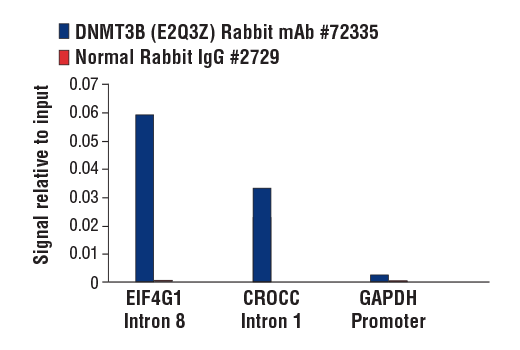 Chromatin Immunoprecipitation Image 1: DNMT3B (E2Q3Z) Rabbit Monoclonal Antibody