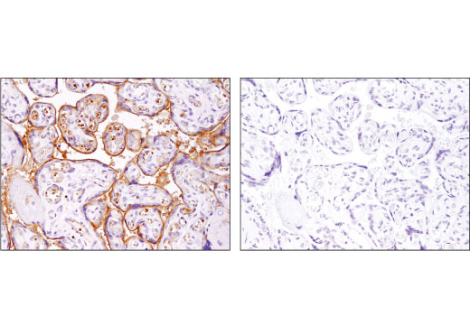 Immunohistochemistry Image 5: ABCG2 (D5V2K) Rabbit Monoclonal Antibody