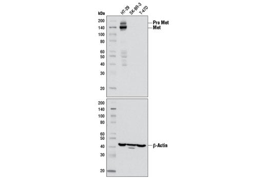 Met (D1C2) Rabbit Monoclonal Antibody | Cell Signaling Technology