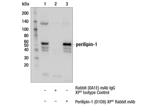 Immunoprecipitation Image 1: Perilipin-1 (D1D8) Rabbit Monoclonal Antibody