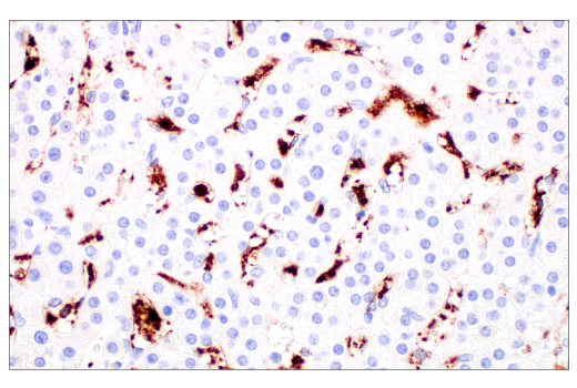 Immunohistochemistry Image 7: Glut3 (E7M7V) Rabbit Monoclonal Antibody