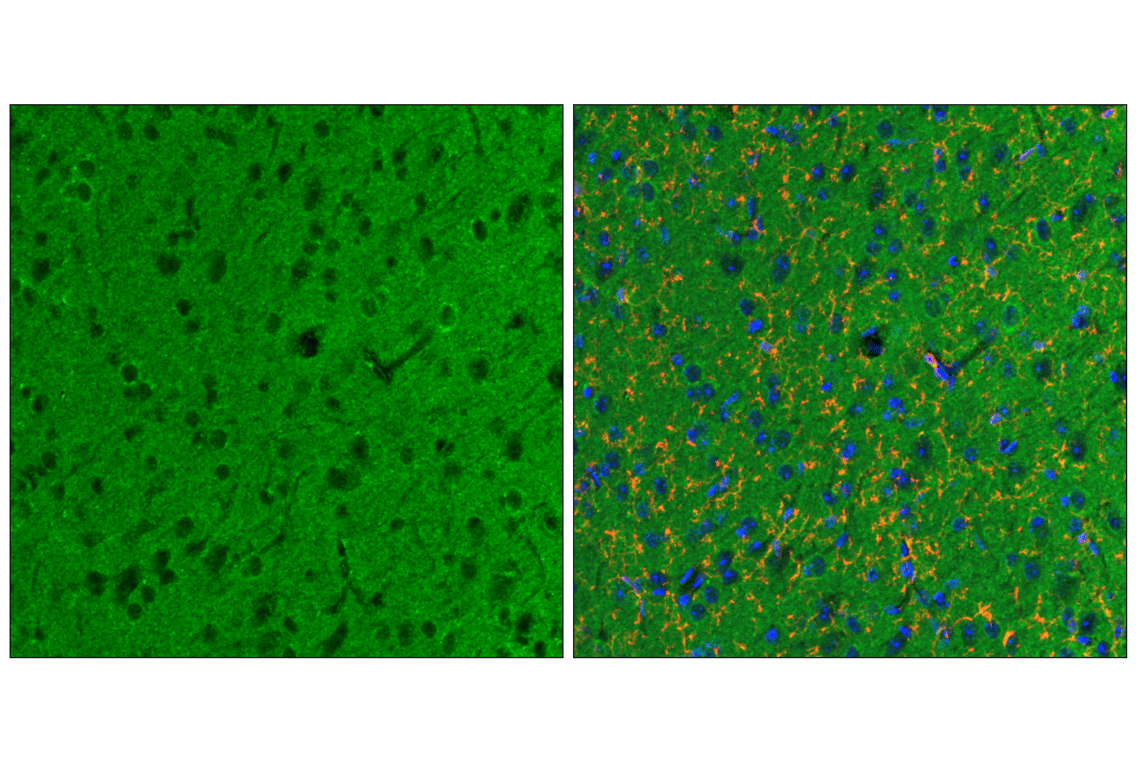 protein Mg/K-Zyme (Z-11) - Health Restored