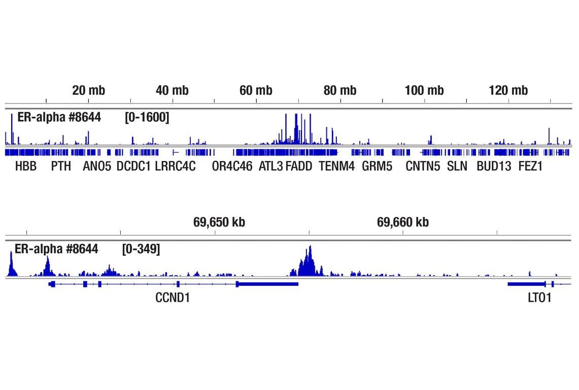CUT & Tag Image 1: Estrogen Receptor alpha (D8H8) Rabbit Monoclonal Antibody