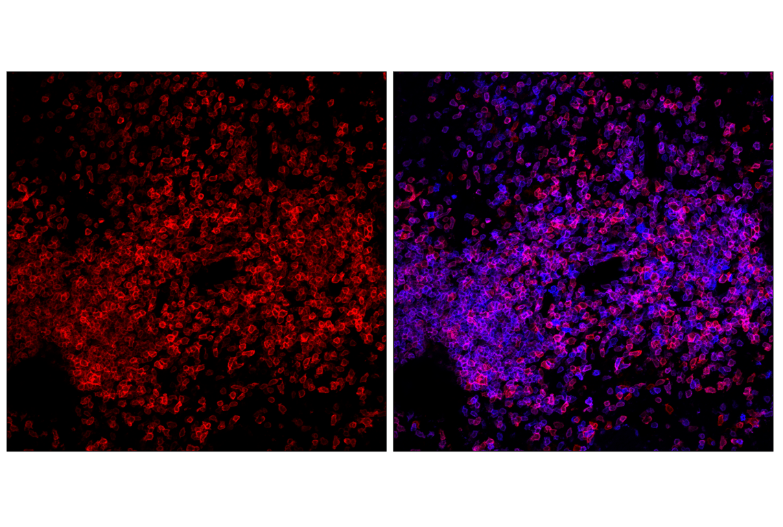 Immunofluorescence Image 2: CD27 (F3R2V) Rabbit Monoclonal Antibody