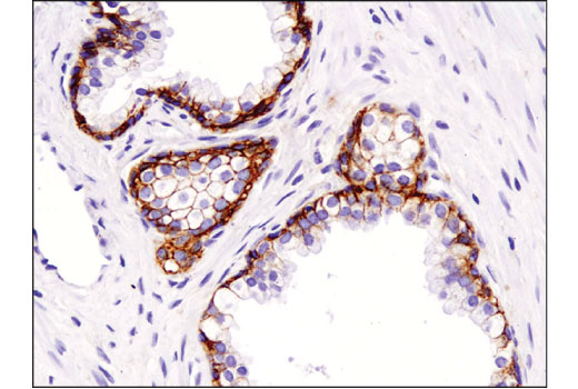 Immunohistochemistry Image 1: Na,K-ATPase alpha1 (D4Y7E) Rabbit Monoclonal Antibody (BSA and Azide Free)
