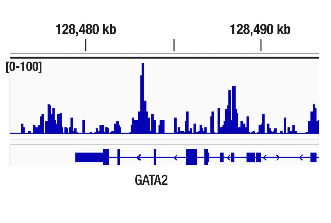 CUT & Tag Image 1: GATA-2 (E9T6F) Rabbit Monoclonal Antibody