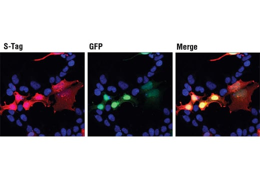 Immunofluorescence Image 1: S-Tag (D2K2V) Rabbit Monoclonal Antibody (BSA and Azide Free)